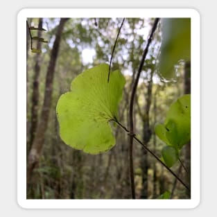 Kidney fern 2 Sticker